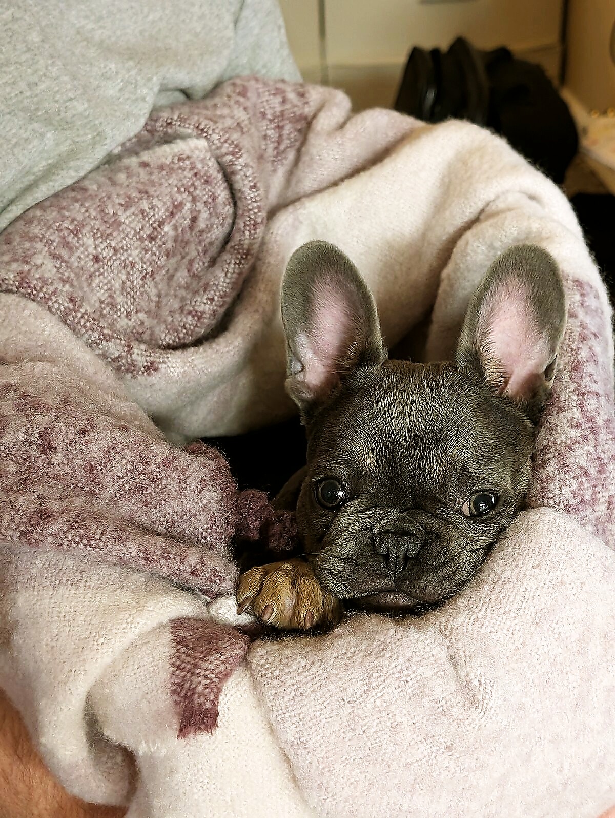 Ronan (Ro), Chief Demonstration Officer, settled comfortably in a blanket practicing calm threshold decompression.