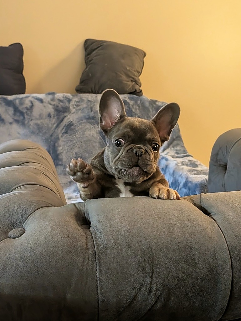 Ronan (Ro), Chief Demonstration Officer, peering over the armchair waving his paw in an enthusiastic high-five greeting.