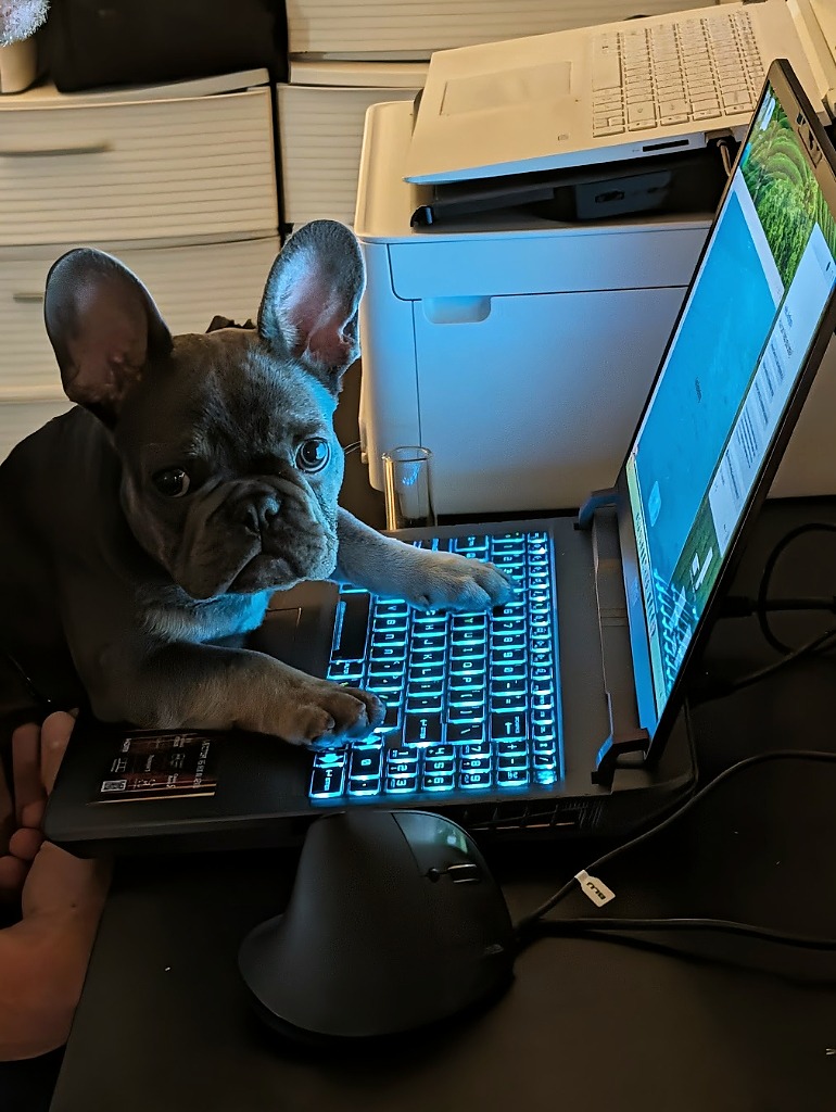 Ronan (Ro) with paws on the laptop keyboard ready for 1-on-1 live online video coaching.