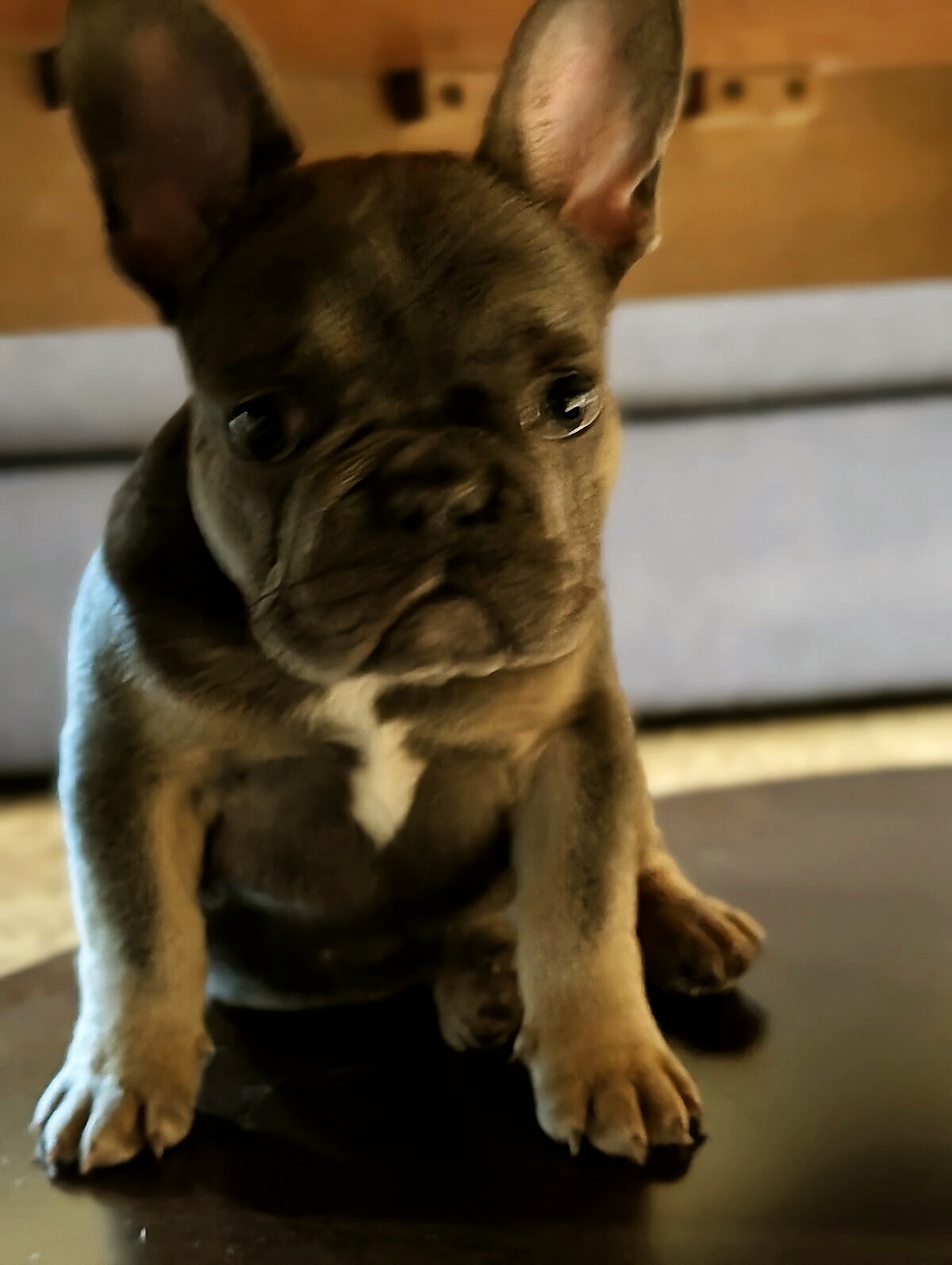 Ronan (Ro), Co-Founder and Demo Canine at Just A Pup, demonstrating attentive eye contact and handler connection.