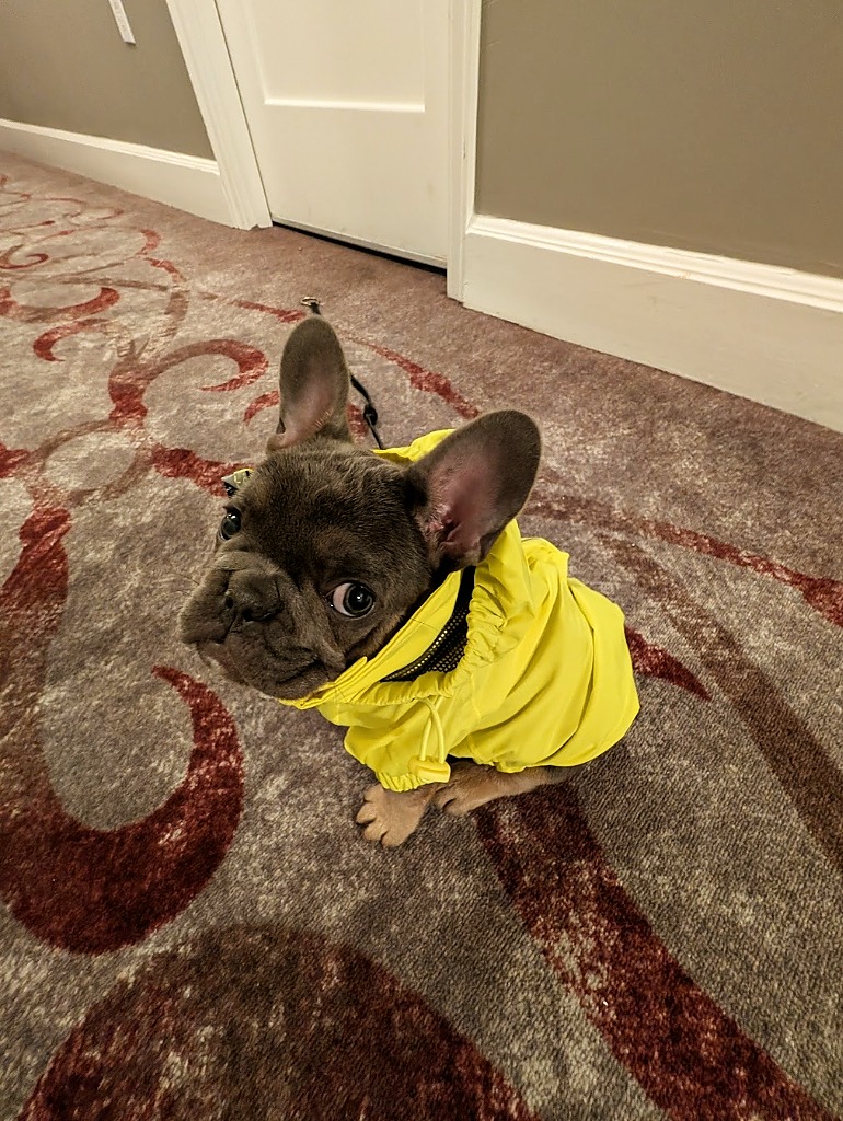 Ronan (Ro) wearing a yellow hooded raincoat, practicing foul-weather socialization and gear acclimation.