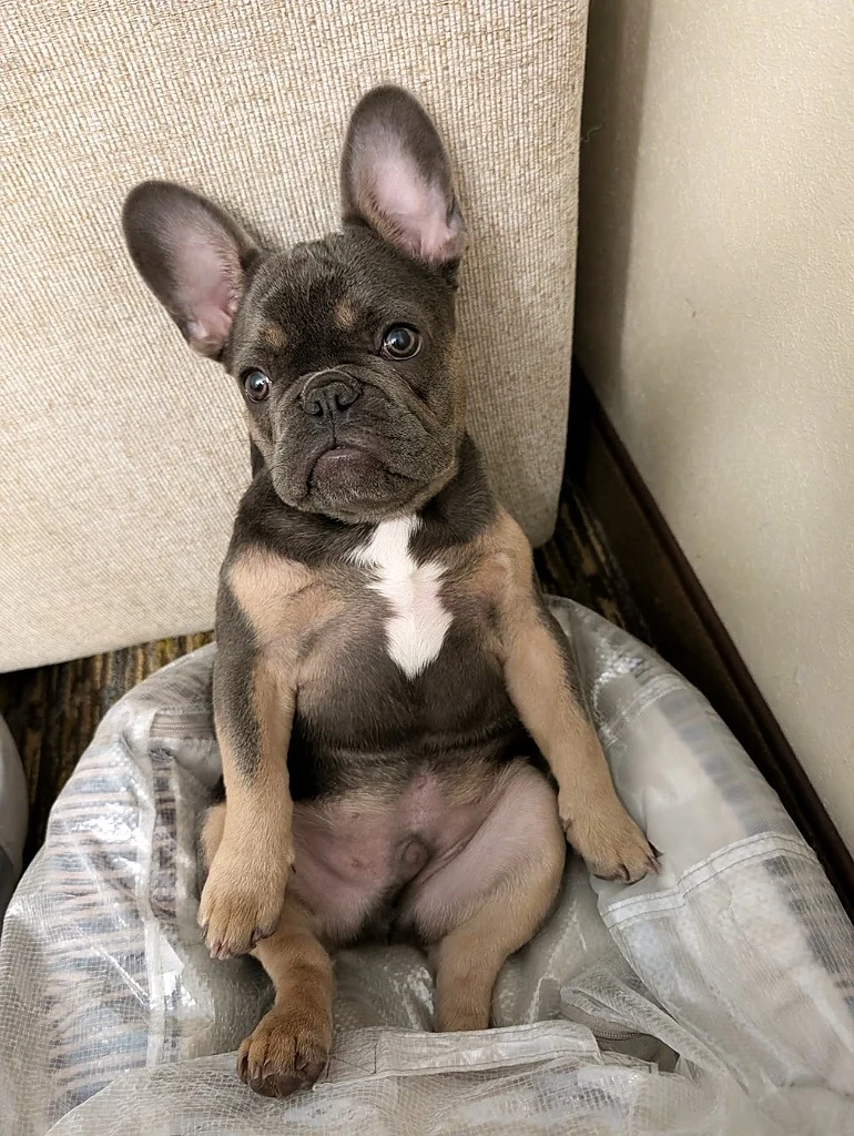 Ronan as a young puppy sitting calm and upright like a teddy bear in a cozy basket